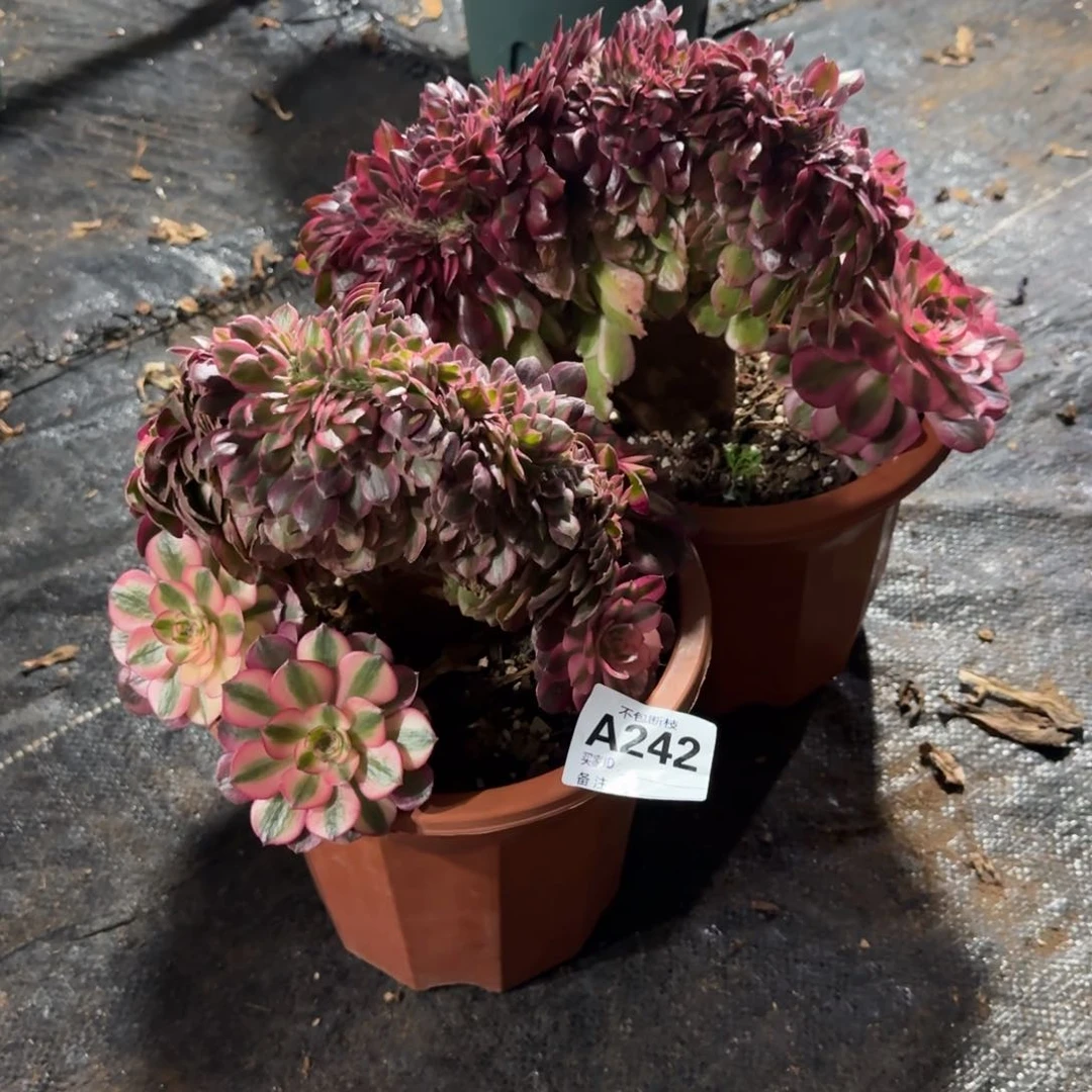 *️*精品多肉植物242