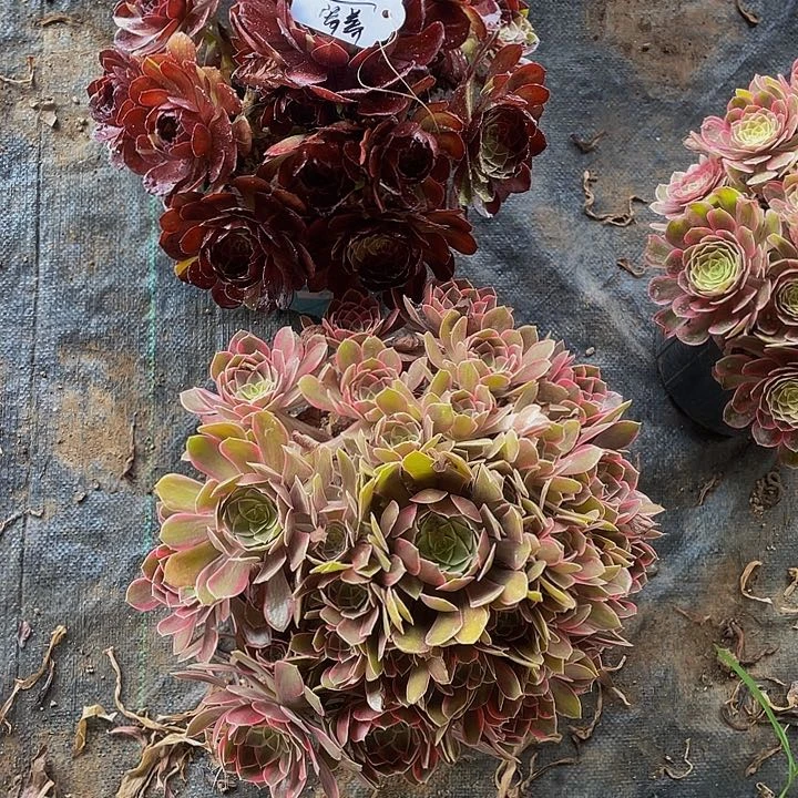 多肉法师黑寡妇➕浣纱寄养度夏