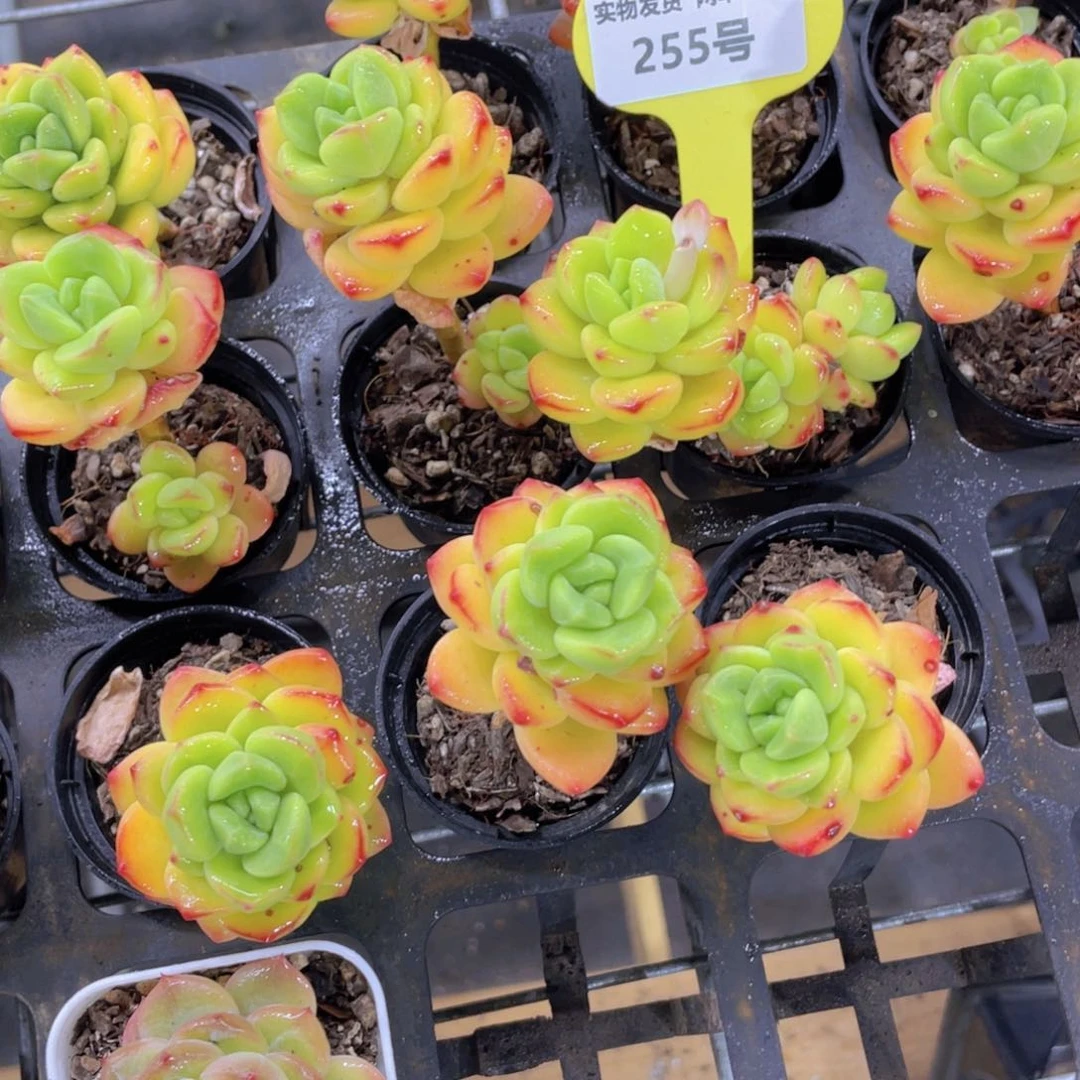 255号老桩柠檬宝石单头起一个