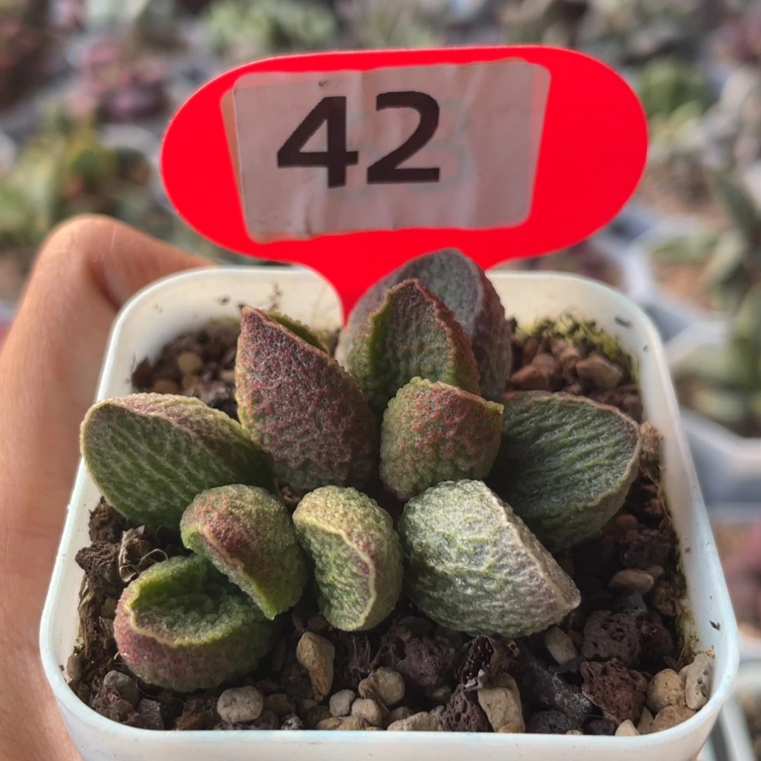 小*子     特价，。   墨渊。