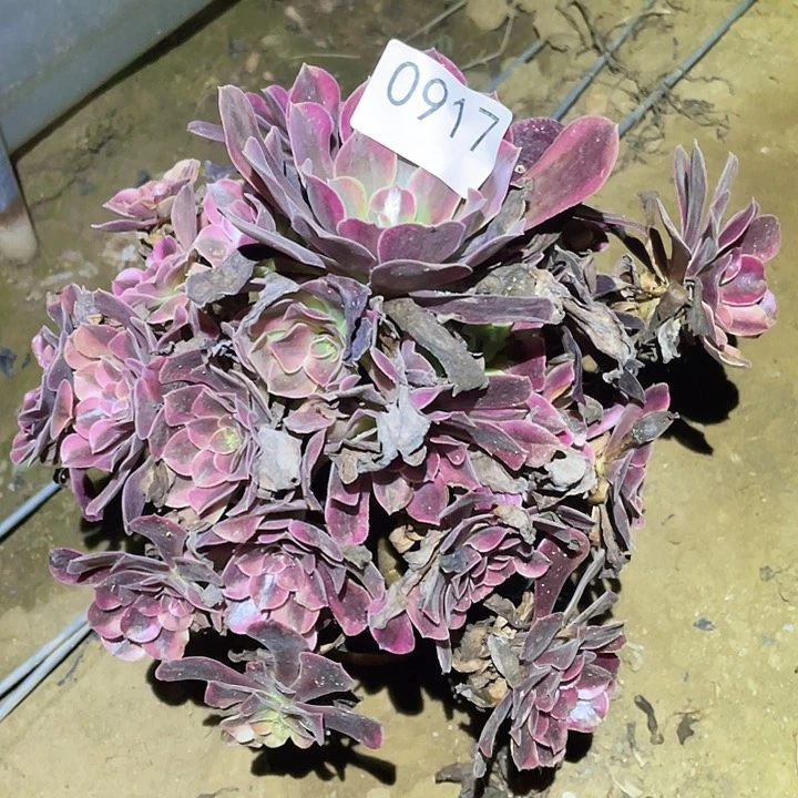 多肉植物法师917美杜莎