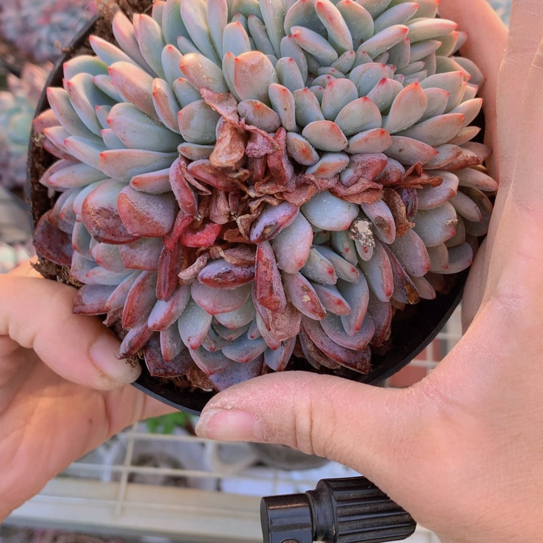 ✨**✨3653全明星在美国市场销售商品尺寸