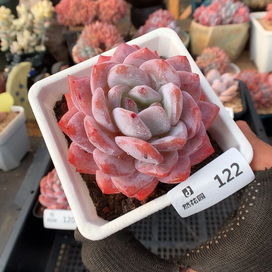 122雪天使多肉植物666