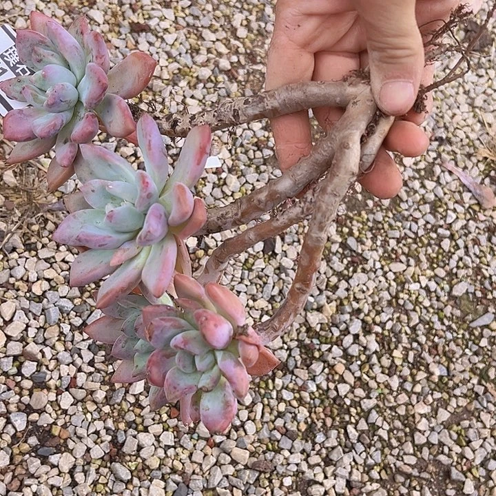 奥普27143多肉植物