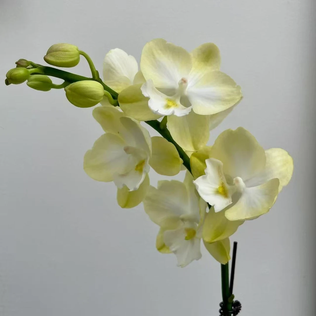 【玉兔】2.8寸杯单花剑 中大花型白绿色 高品质精品蝴蝶兰