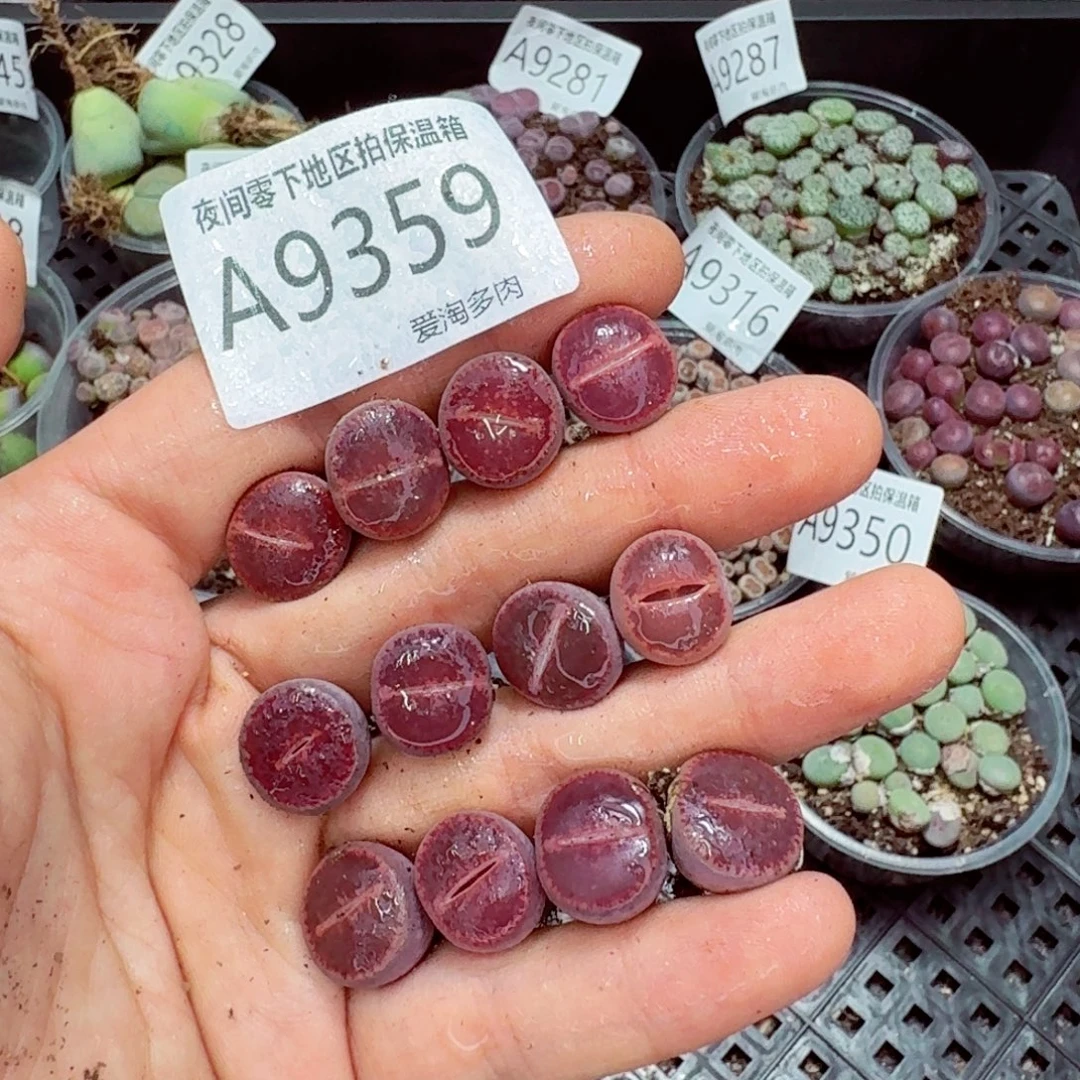 9359–—零下地区需拍保温箱