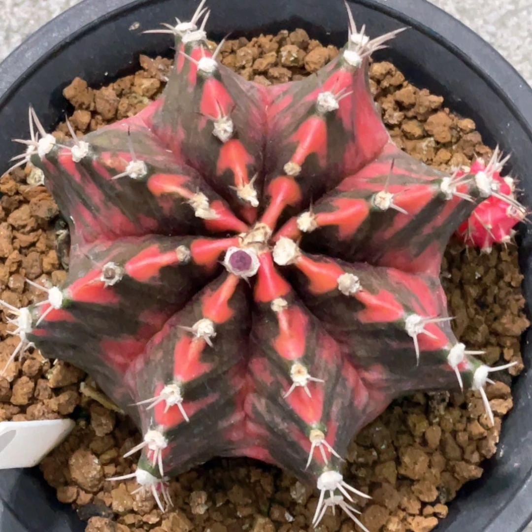 当前无花朵，栽培后可花朵黑红臀锦虎斑V背锦