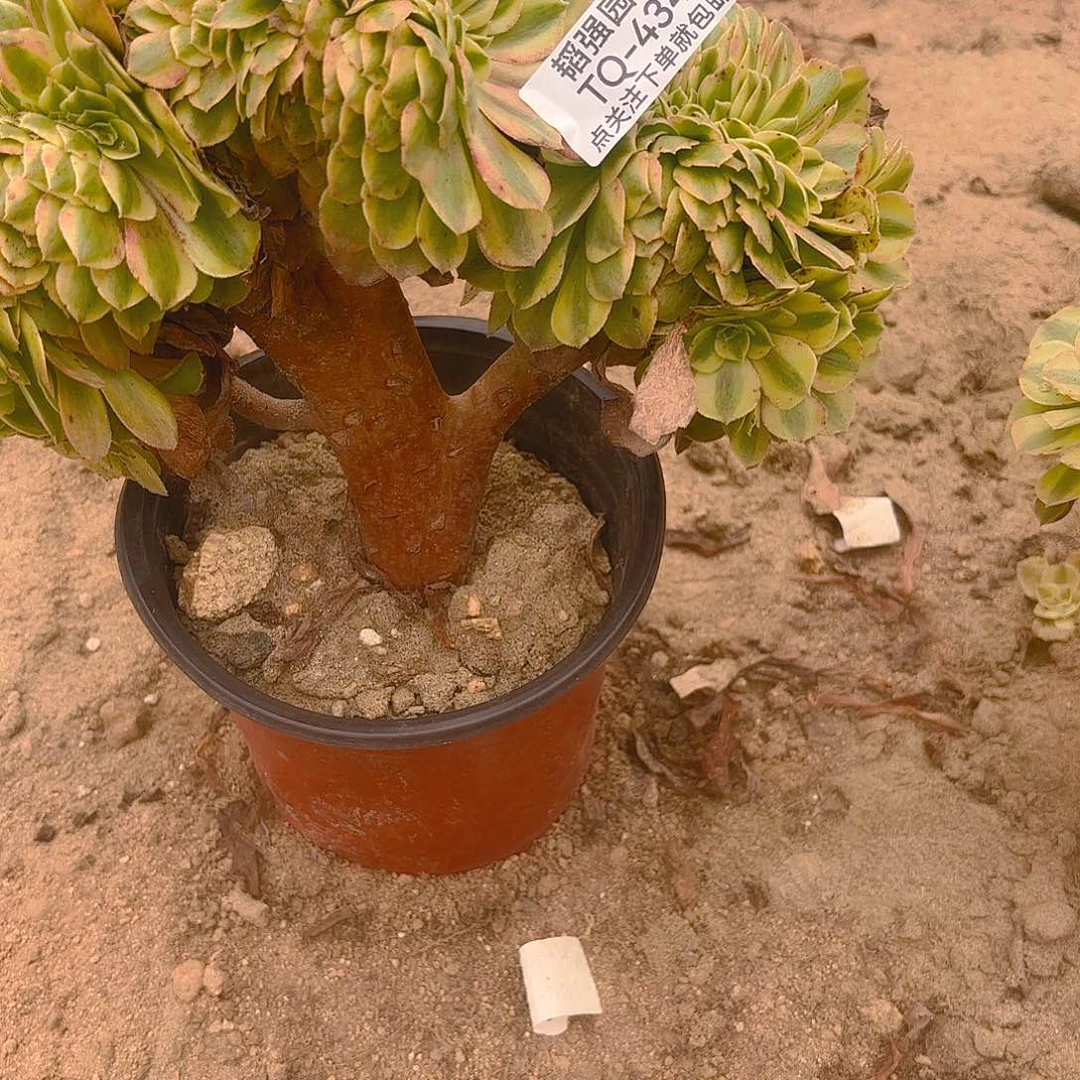 雨荷缀多肉植物434