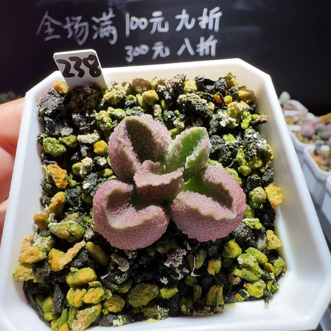 明***月实生水泡，带盆发货满38包邮