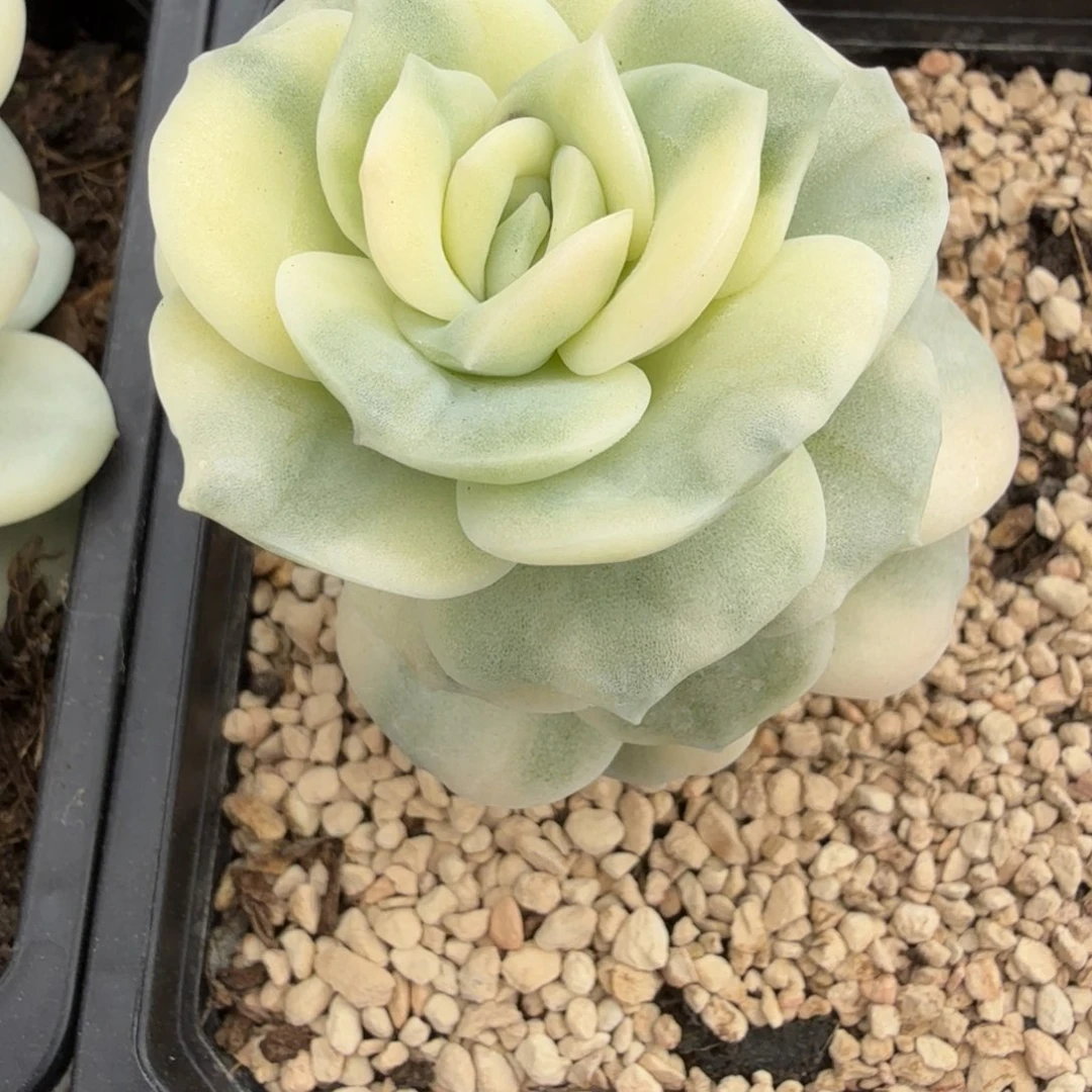 可爱玫瑰 安居园艺锦