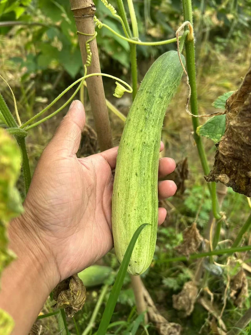 （黄瓜）湘西本地露天农家黄瓜