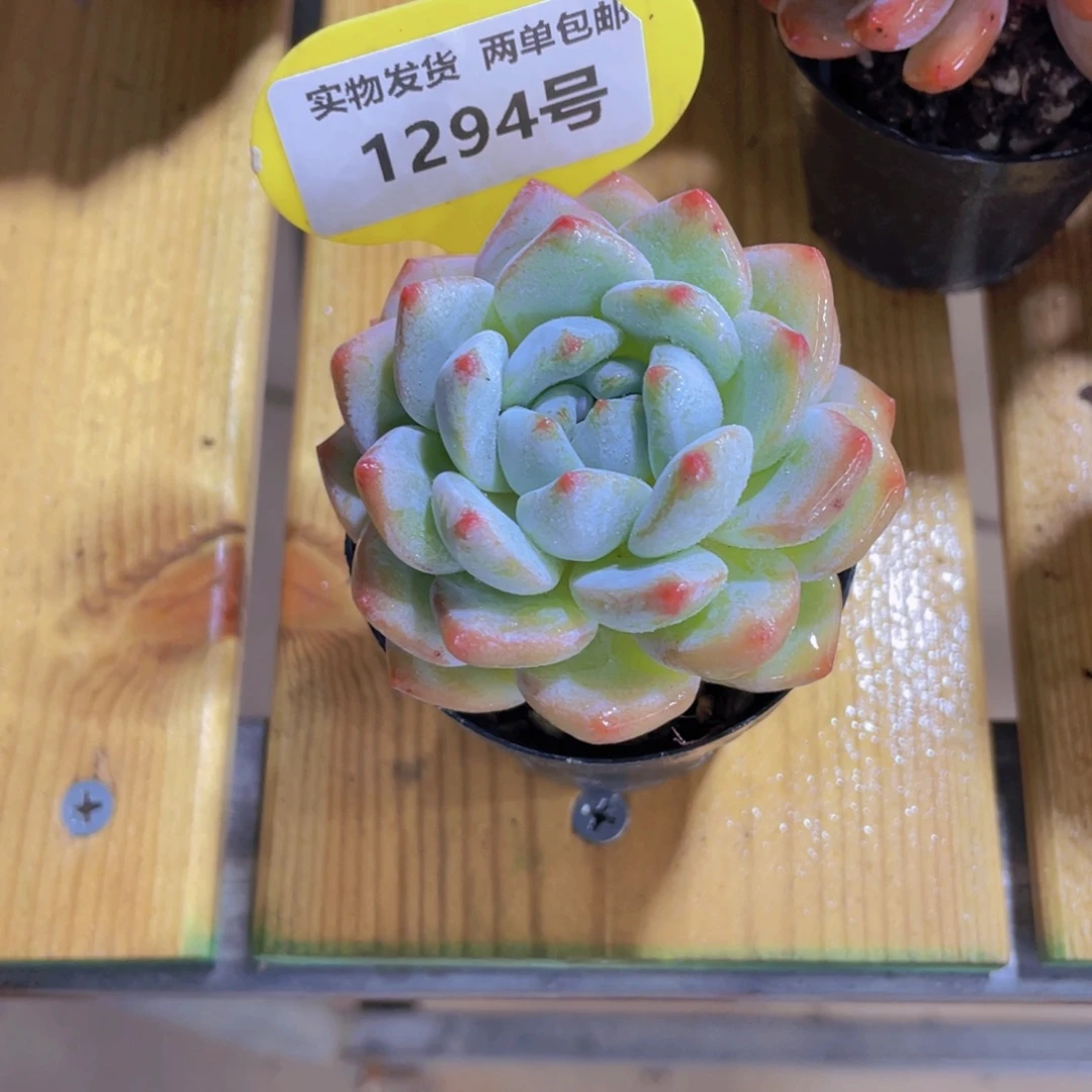 1294号 丸叶奶芙单头