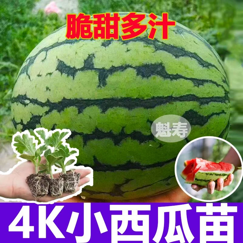 优质4k西瓜嫁接苗高产皮薄2k西瓜苗超甜8424冰糖麒麟嫁接西瓜苗