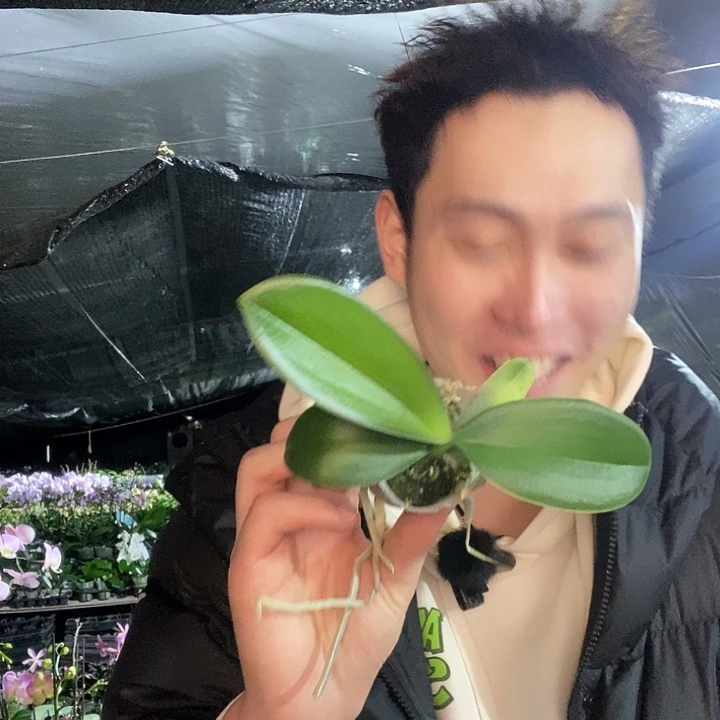 无花朵巫毒娃娃蝴蝶兰