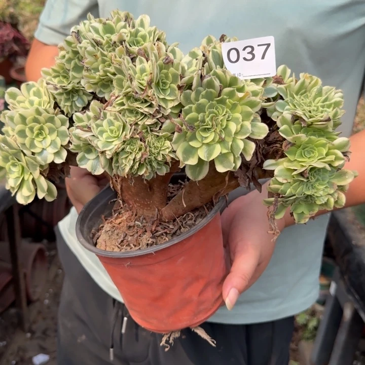 绿豆沙自然朵朵缀化037