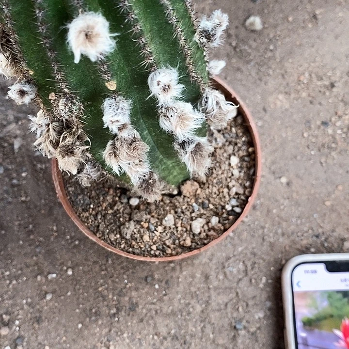 红金刚仙人球3578899