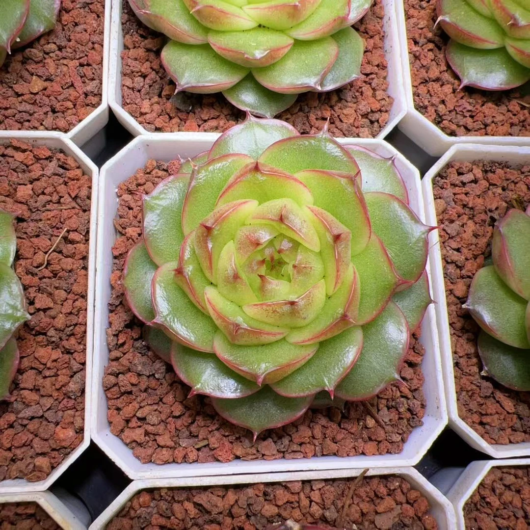 094  极光珍妮中号一颗 4-5厘米