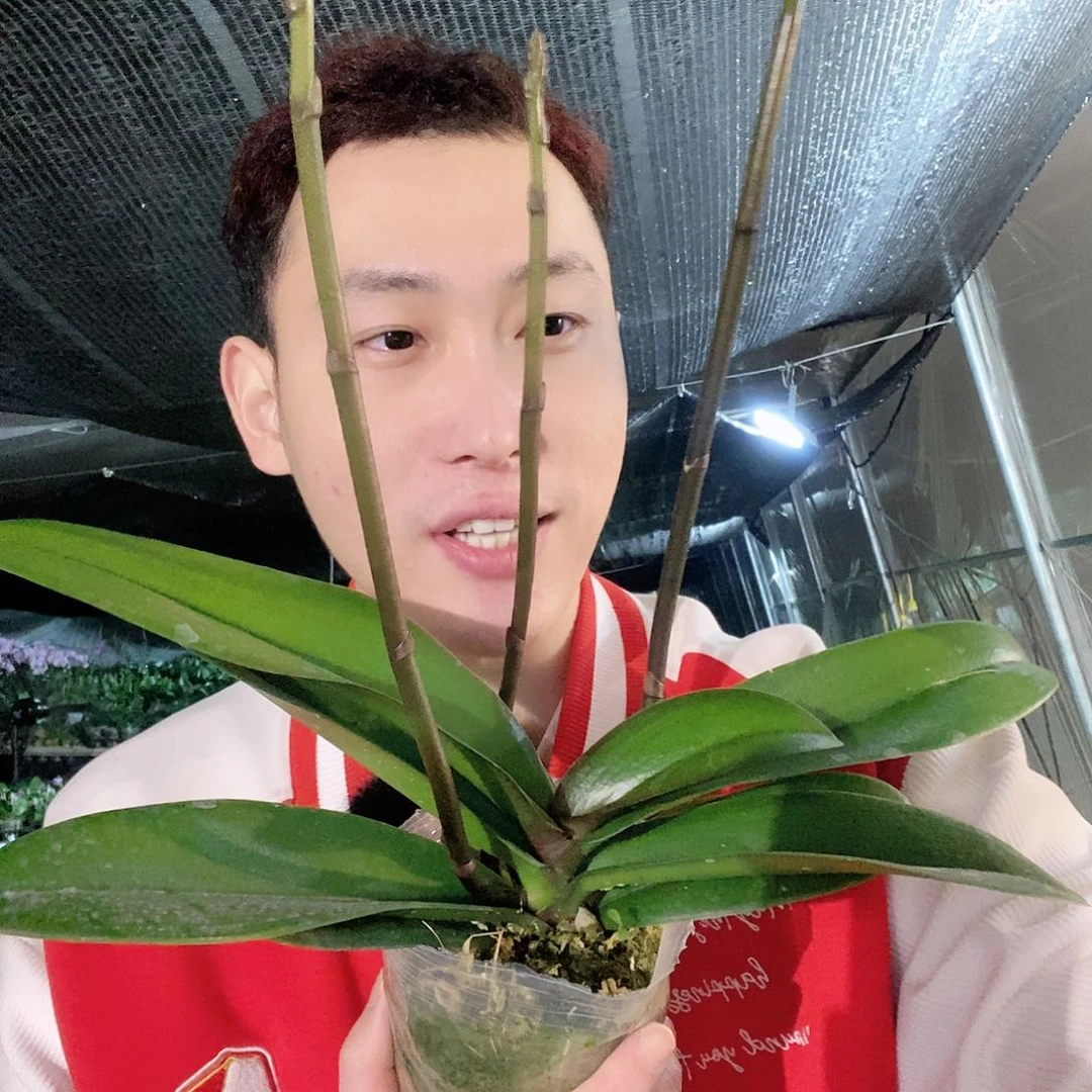 无花朵唯美蝴蝶兰