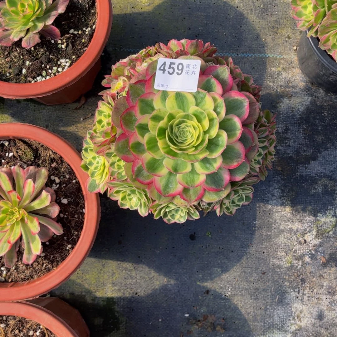 L**.多肉玉滋00000459