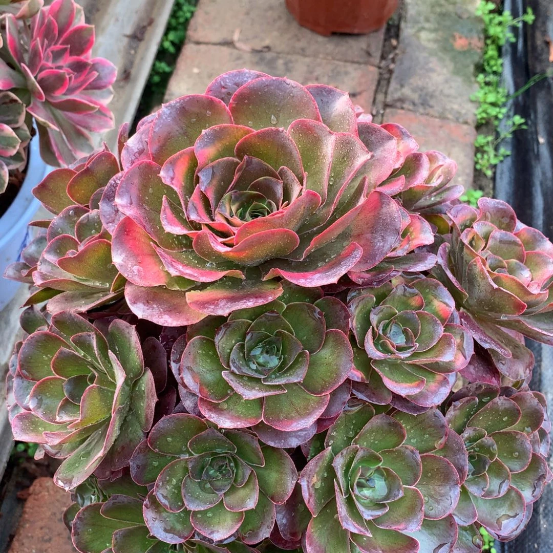 魅金玫瑰，多肉植物