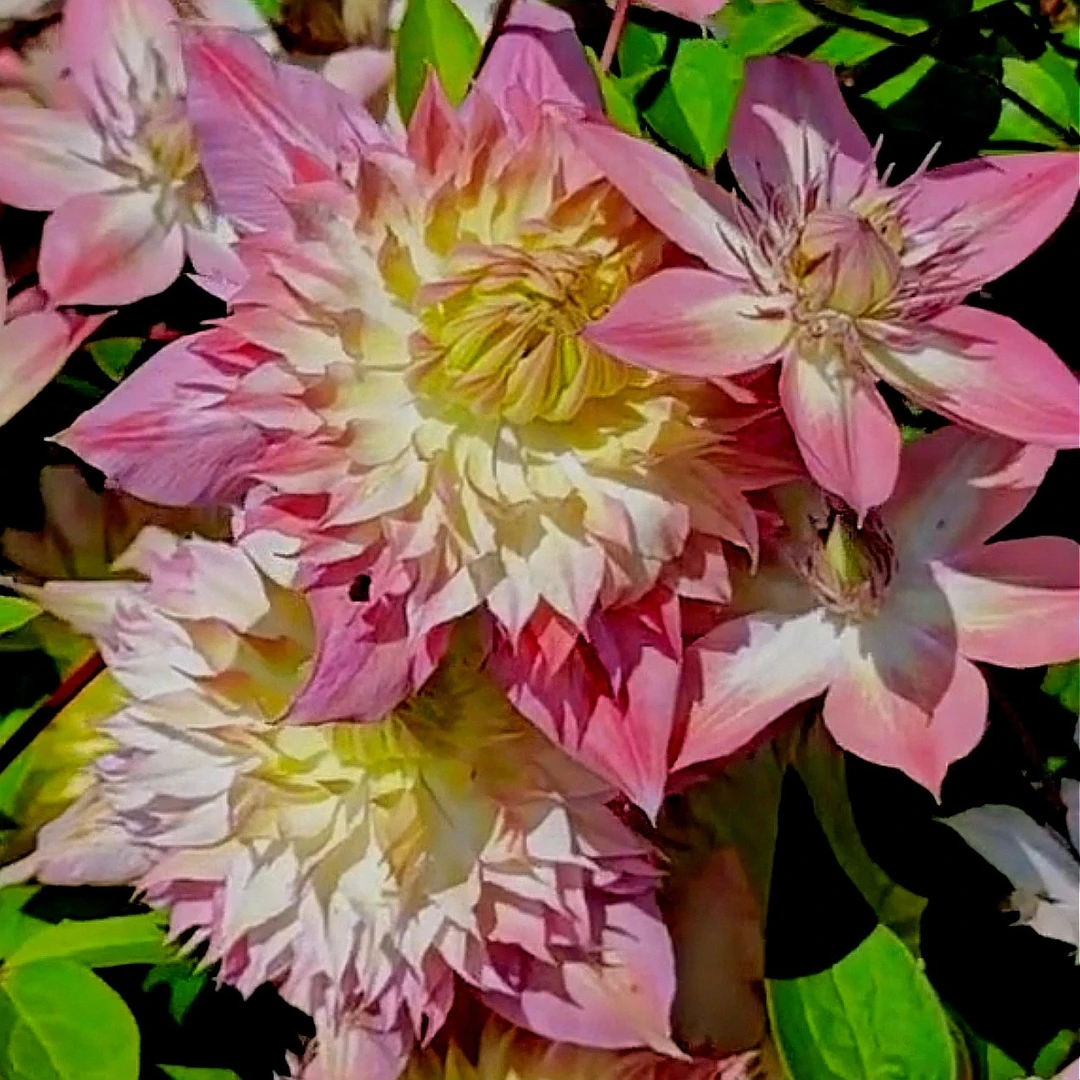 【昼天使又名桃万重又叫桃夭】铁线莲重瓣爬藤花苗攀援庭院盆栽地栽