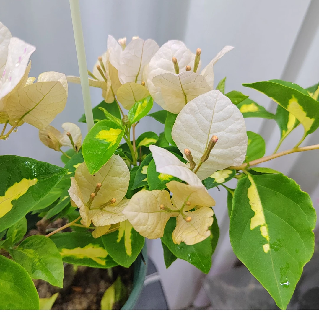 金心黄白袋苗 包对版