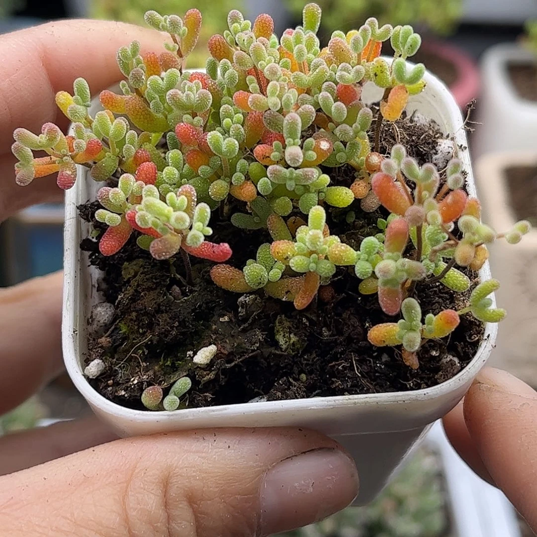 19葡萄米切优选枝干番杏