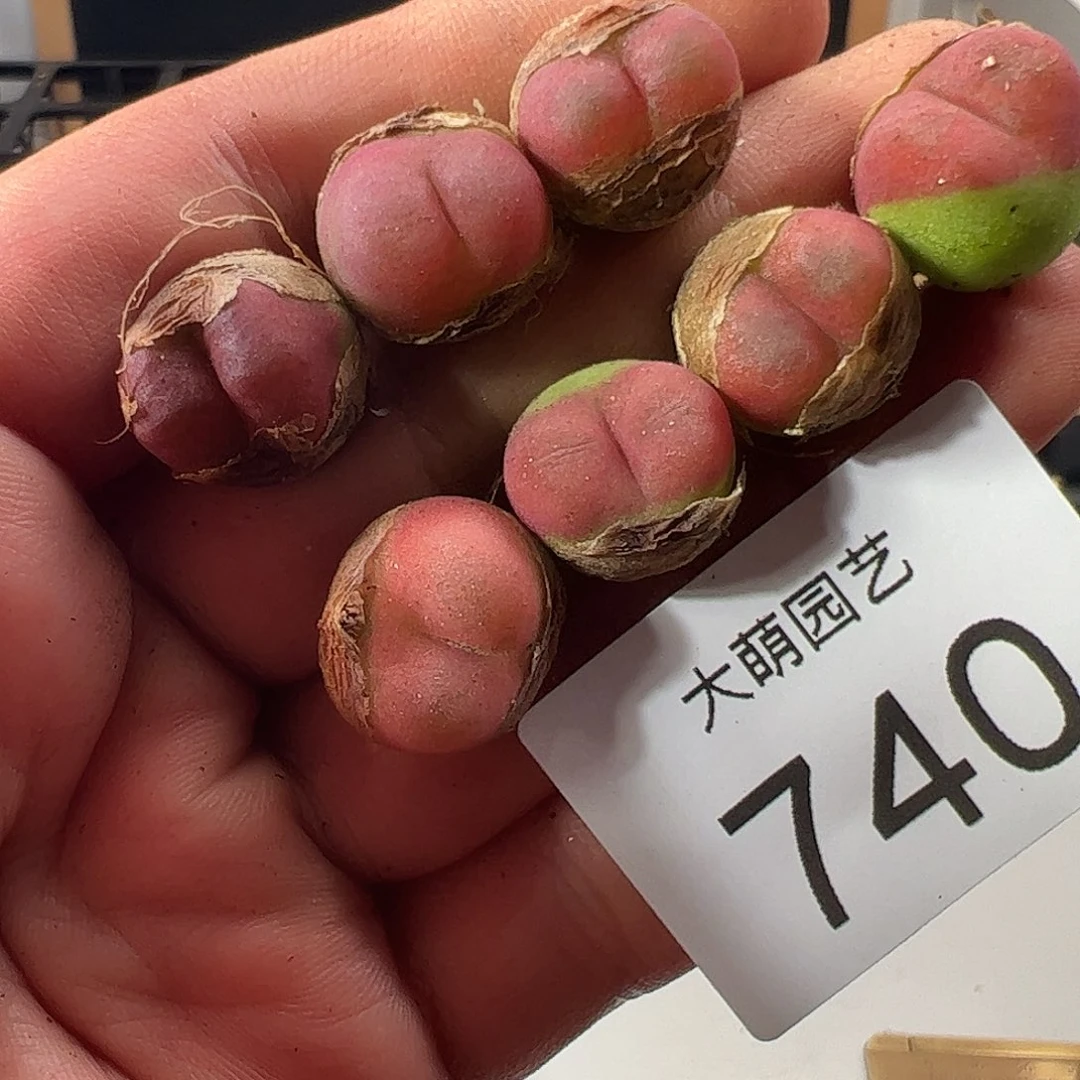 0000740 一物一拍……