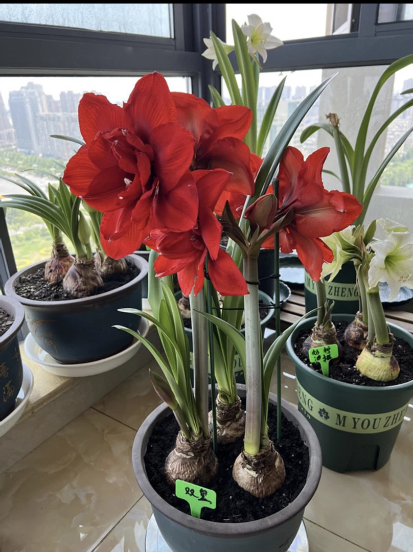 双王）朱顶红种球6-8厘米