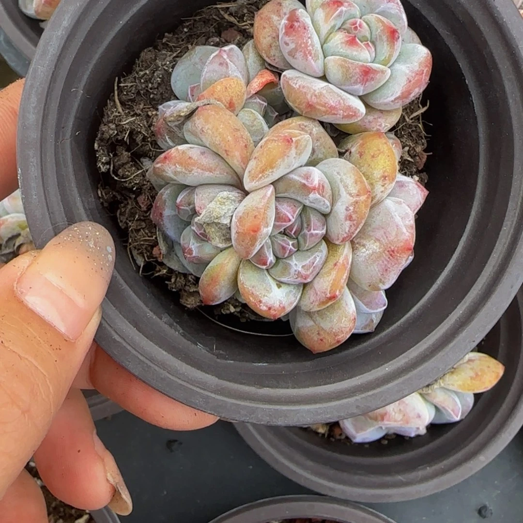 加***糖圆脸小6头特价！！！