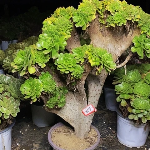 翡翠琉璃老桩缀化814号