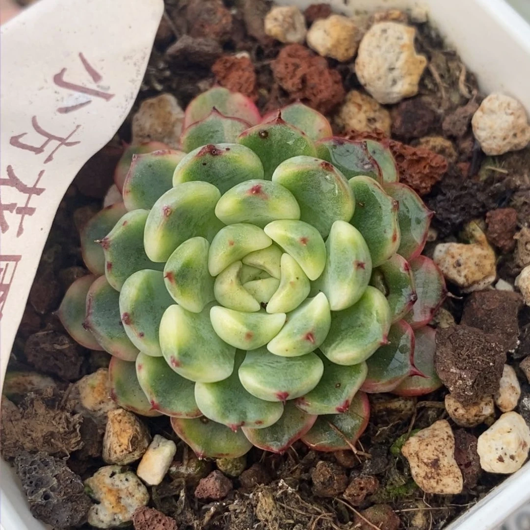 403老红衣锦单头带根