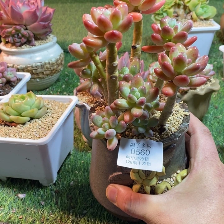 0560啊啊啊啊啊啊啊啊啊啊啊