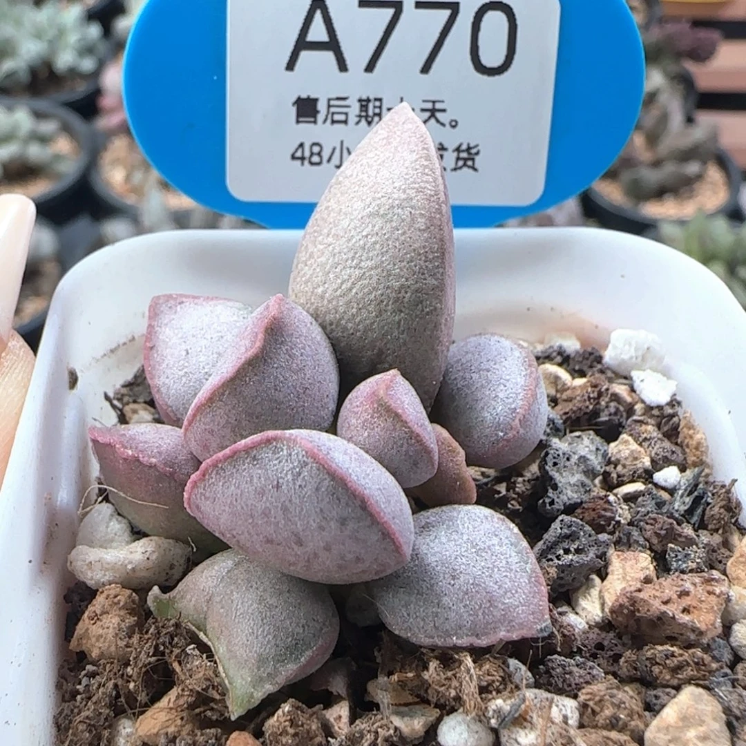 碧海。     770。