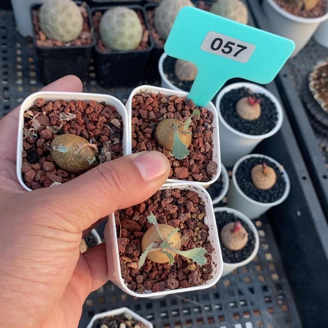 格加厚炖菊三颗多肉