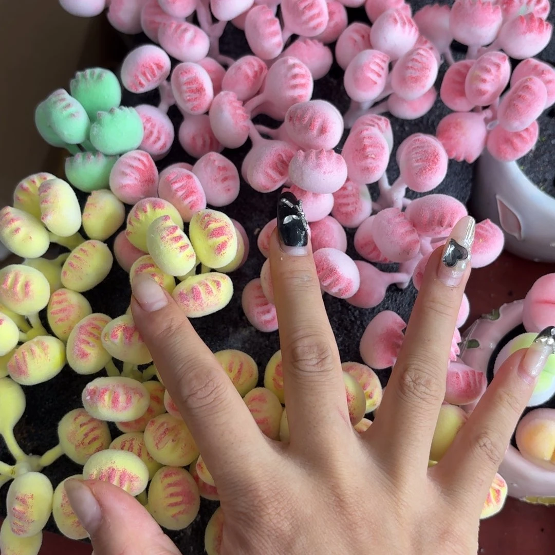 树脂制品12号2个噢噢噢哦哦