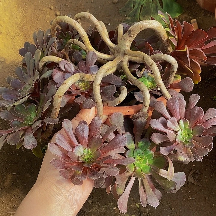 多肉植物保护研究所