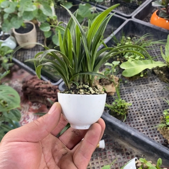 ?****?一物一拍所见即所得304