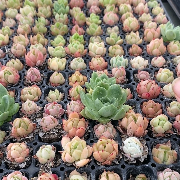 92 多肉植物盆栽花卉植物