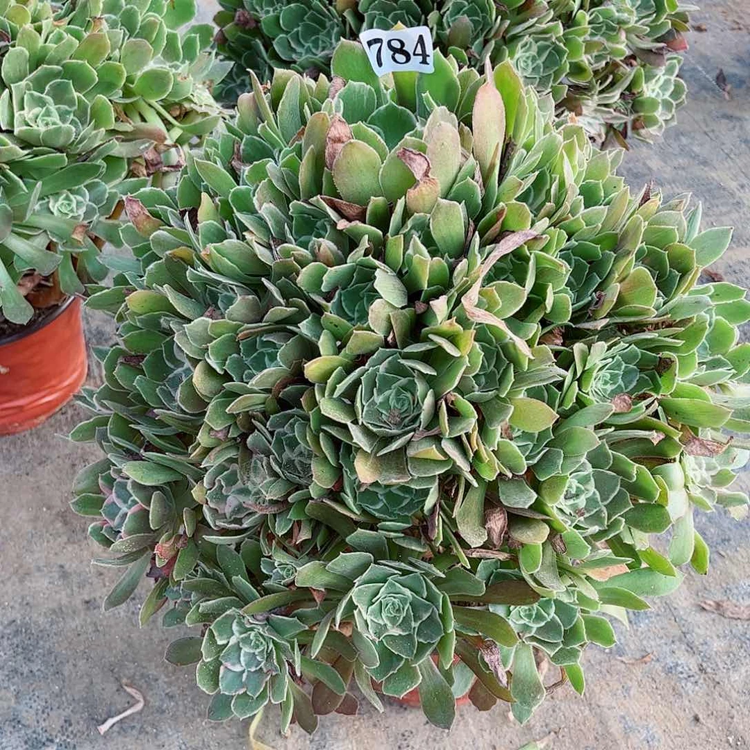 无花朵幸**我多肉植物绿体浣纱寄养784