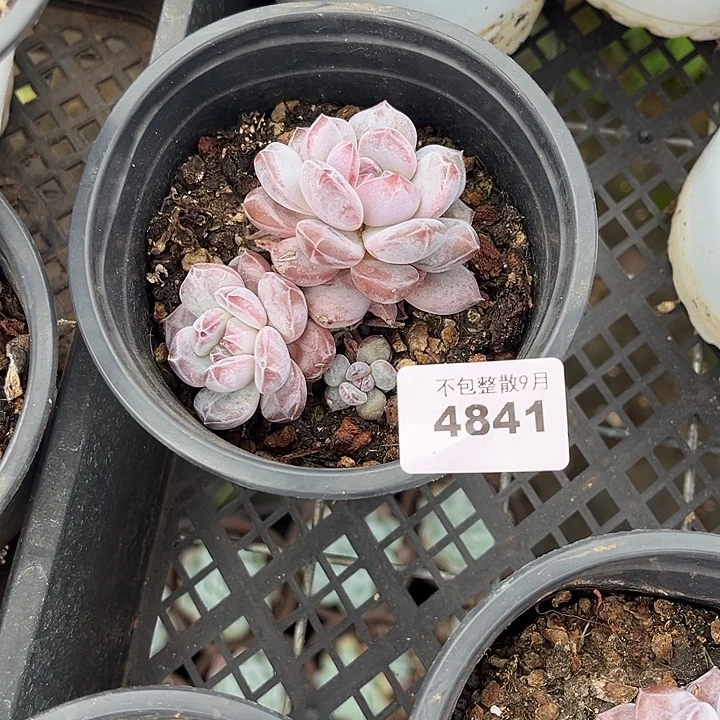 猫****阿雅园艺。         4841