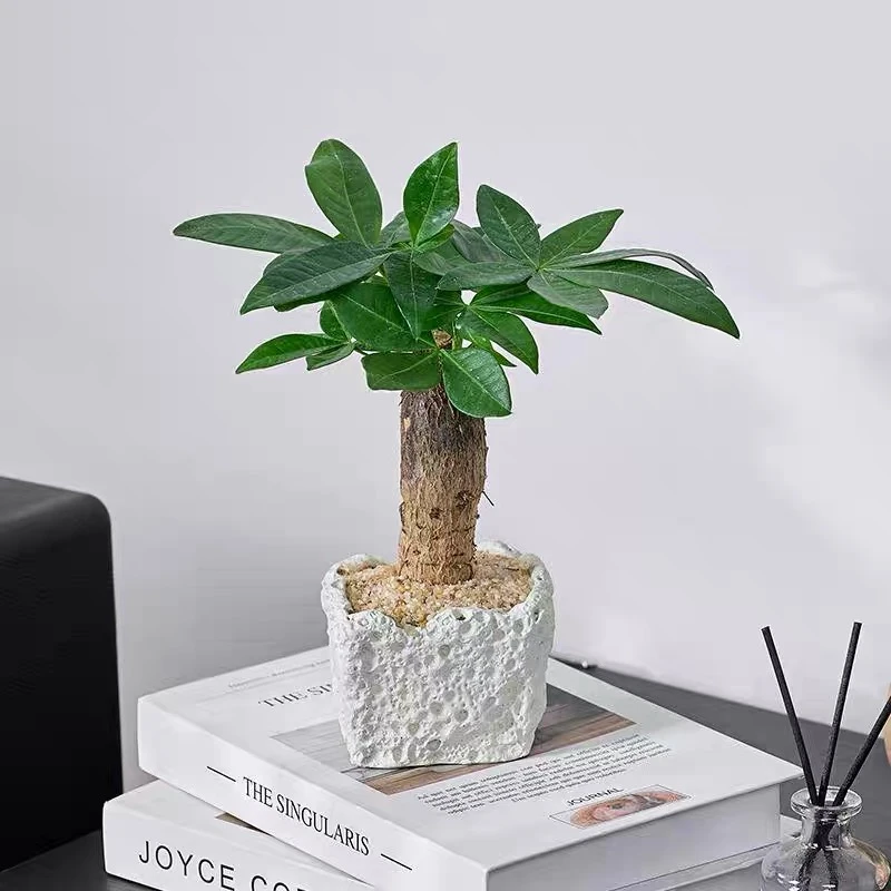 发财树盆栽室内绿植办公室客厅桌面小盆栽防辐射净化空气懒人好养