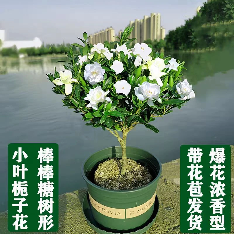 独杆棒棒糖老桩小叶栀子花盆栽四季开花带花苞浓香型庭院阳台好养