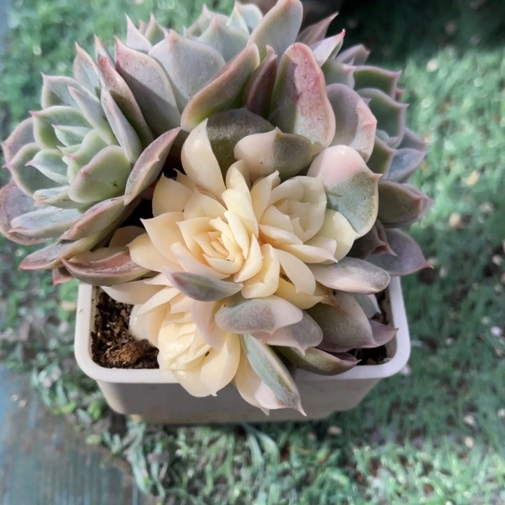 秋可园艺 昂斯诺锦群