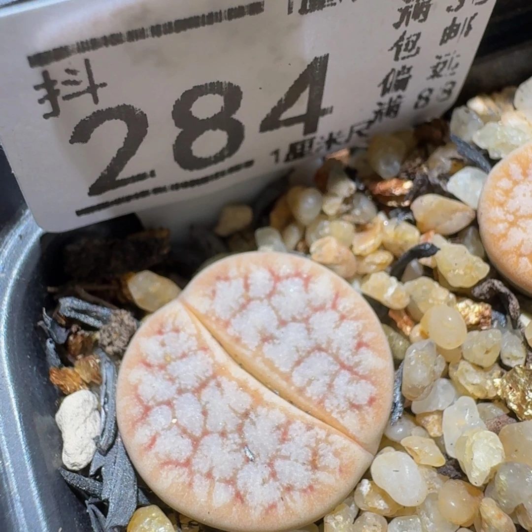 Ssss精品生石花284