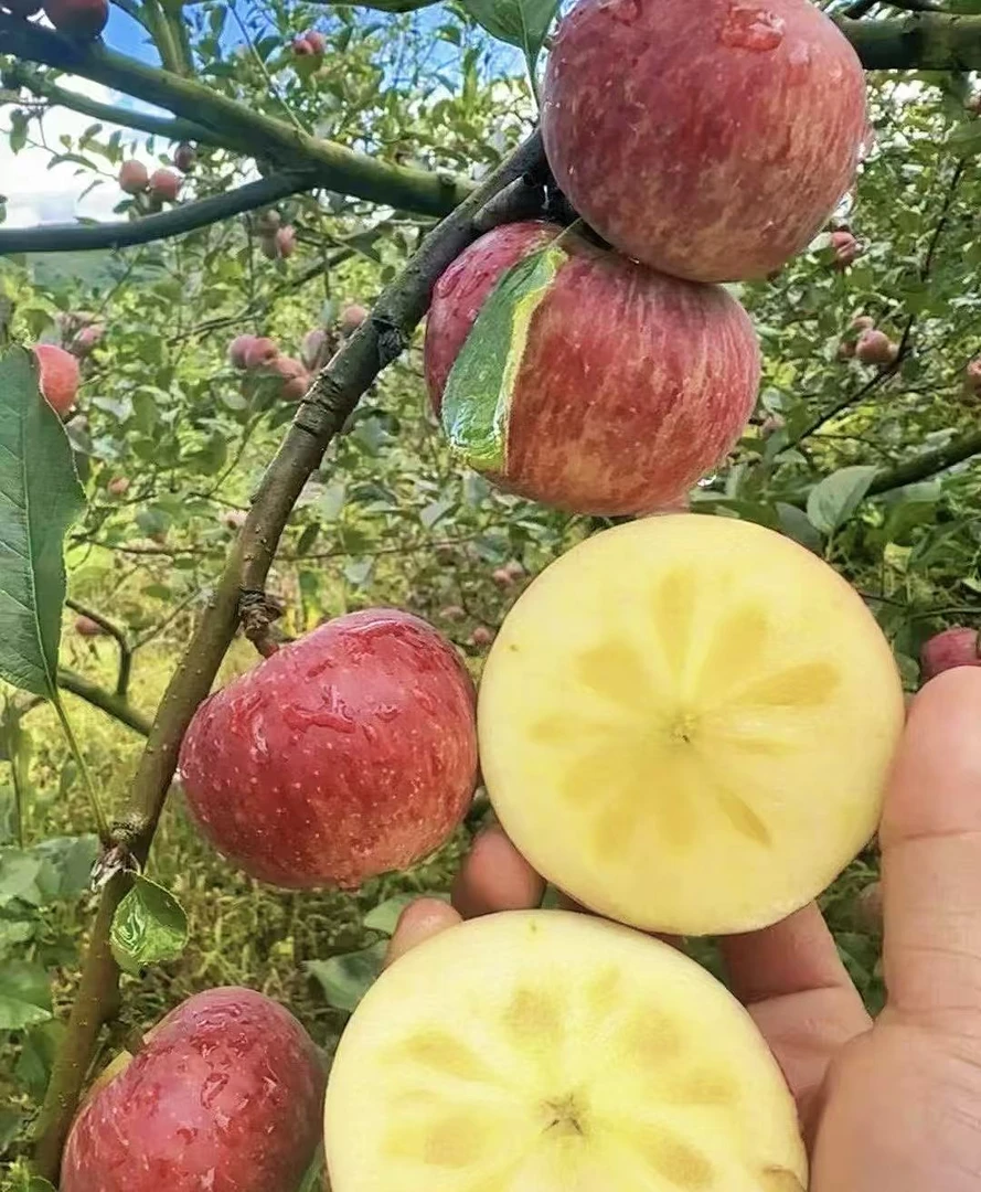 云南西北勒野趣丑苹果 高山冰糖心脆甜多汁 自然无蜡石漠化山地果