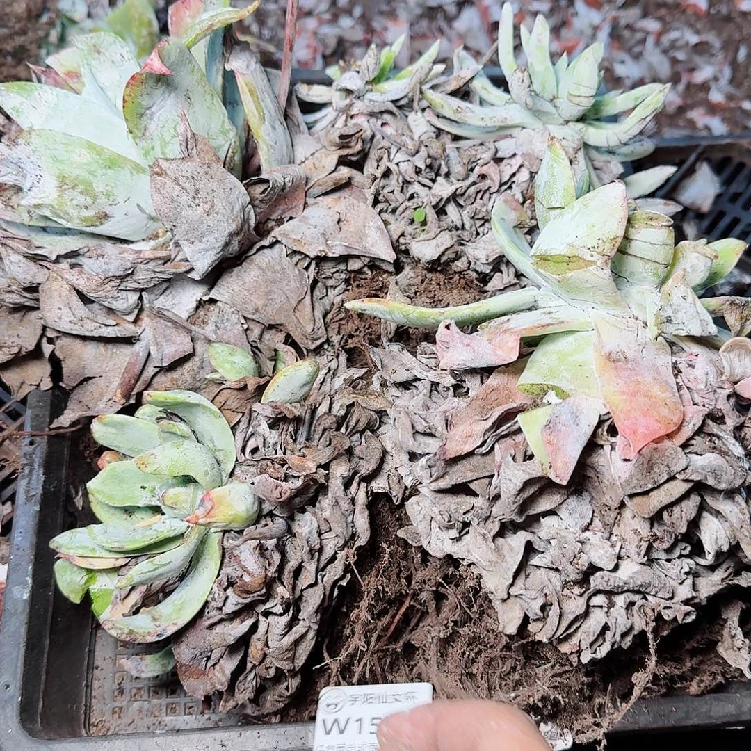 1570瑕疵框拍多肉
