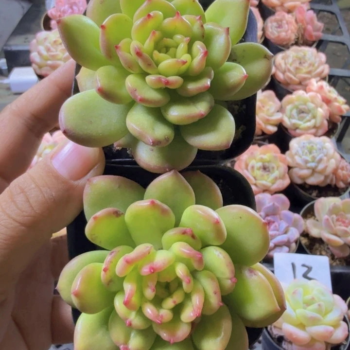 苹果花、一单两颗发货