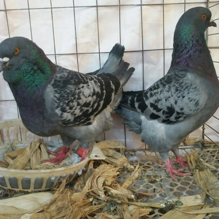 灰鱼鳞元宝鸽，【直播间链接】可生鲜食用可煲汤