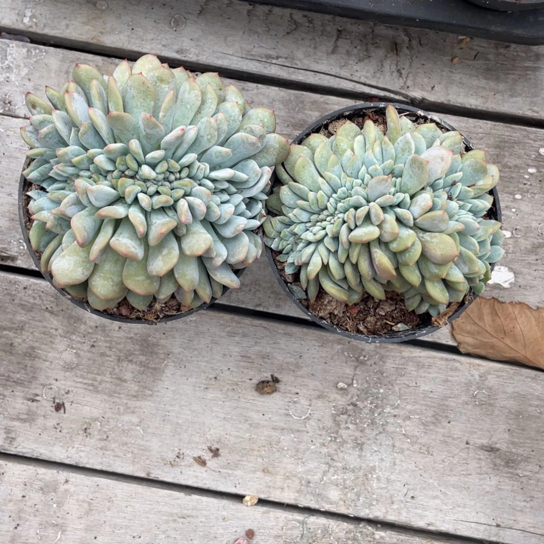 星影缀化两个横切